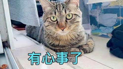 娱乐吃瓜酱小姐姐：从网络红人到吃瓜教主的崛起轨迹